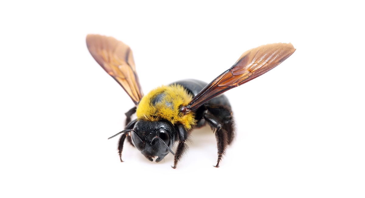 Carpenter bee