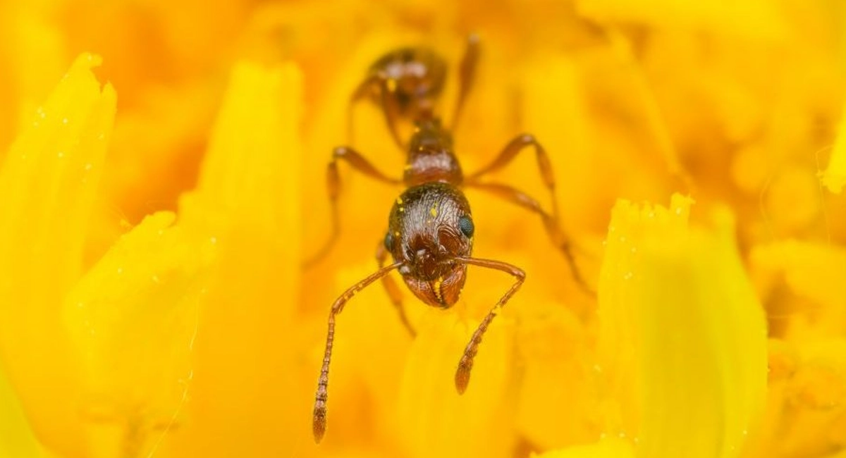 harvester ant