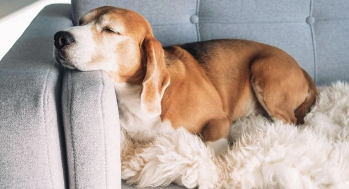 Brown and white dog sleeping on a grey couch  on top of a plush white blanket .