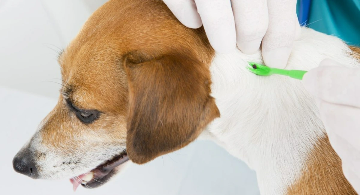 dog getting tick removed from neck