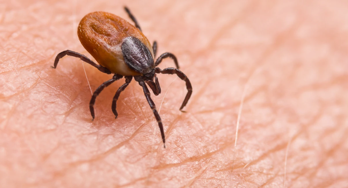 tick questing on human skin