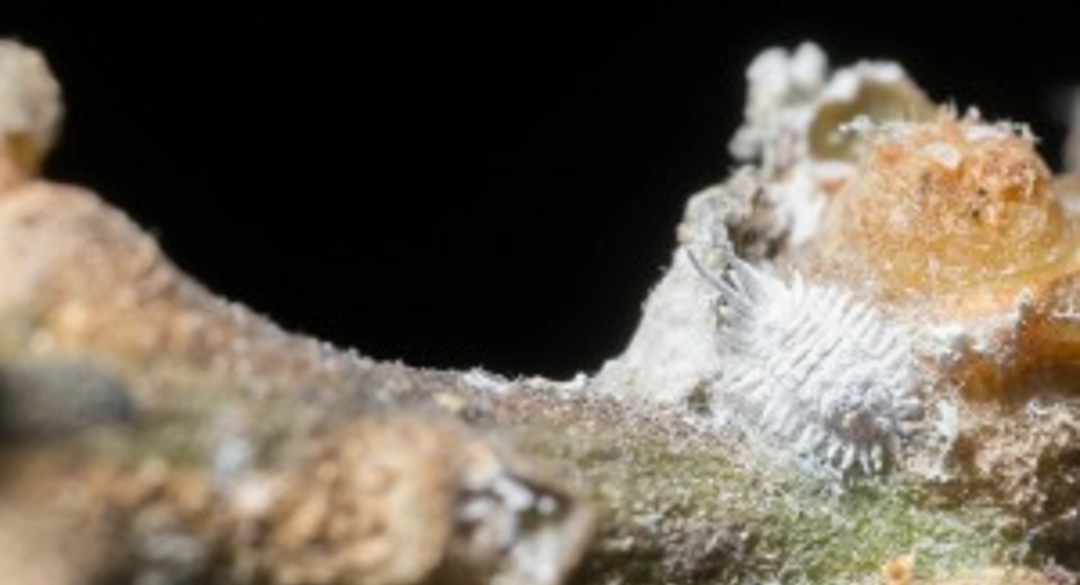 mealybug