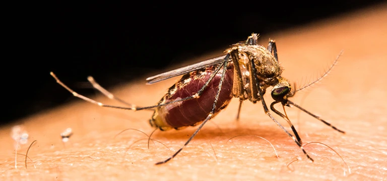 A reddish-brown mosquito piercing skin to feed on blood
