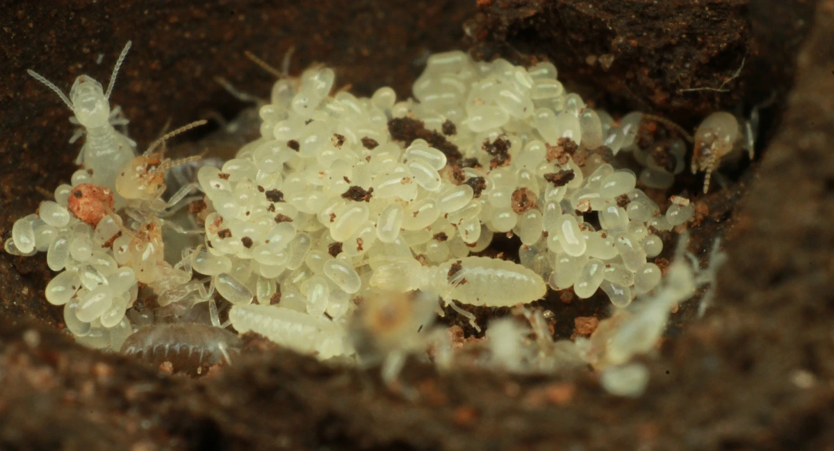 Termite larvae