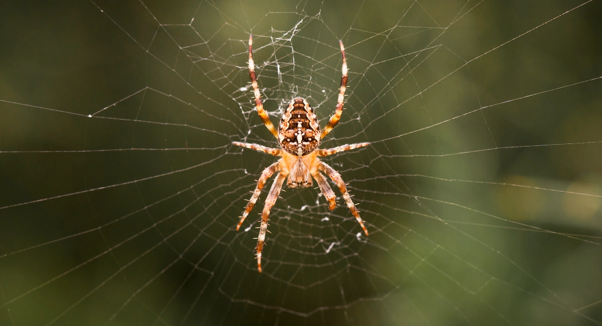Common garden spider