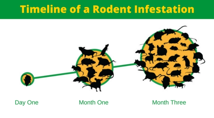 Timeline of a Rodent Infestation