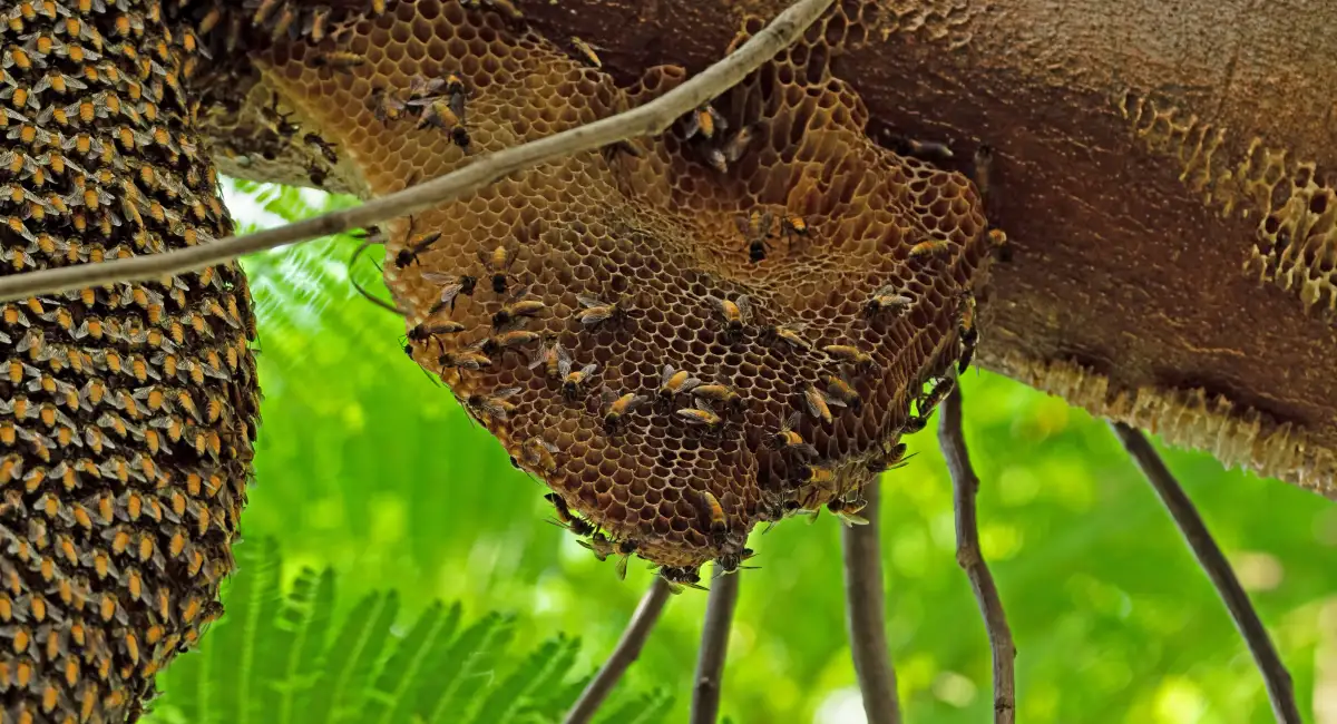 Bee’s nest