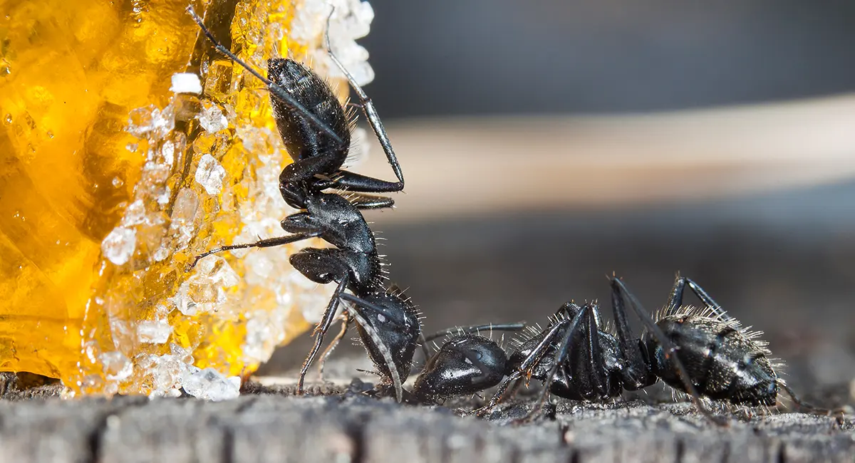 ants feeding of a fruit jelly with sugar