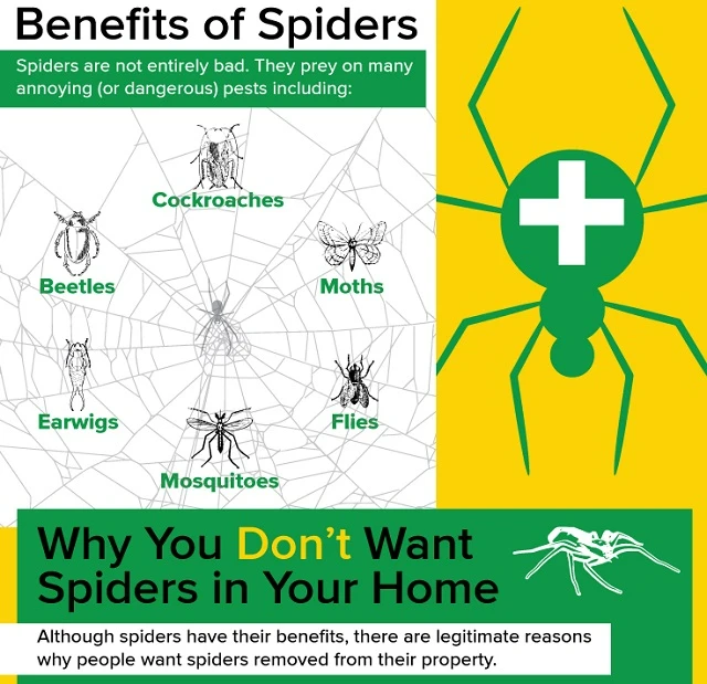 Spider infographic 2