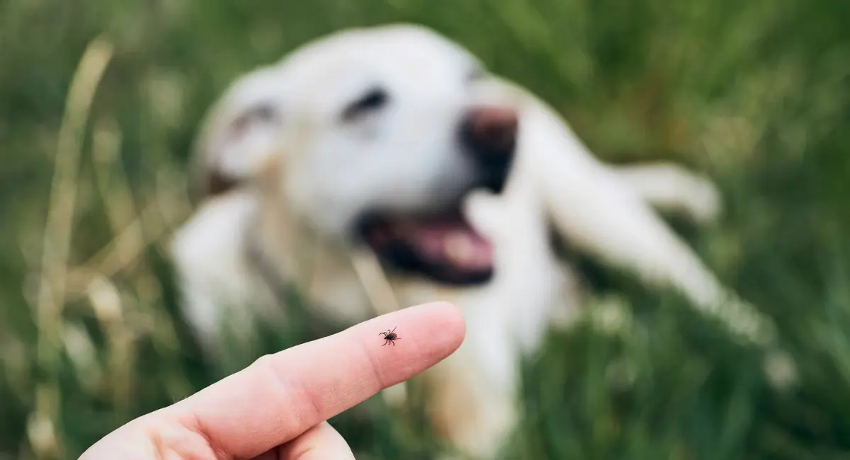 finger with a tick crawling on the top with a dog outside in the background 
