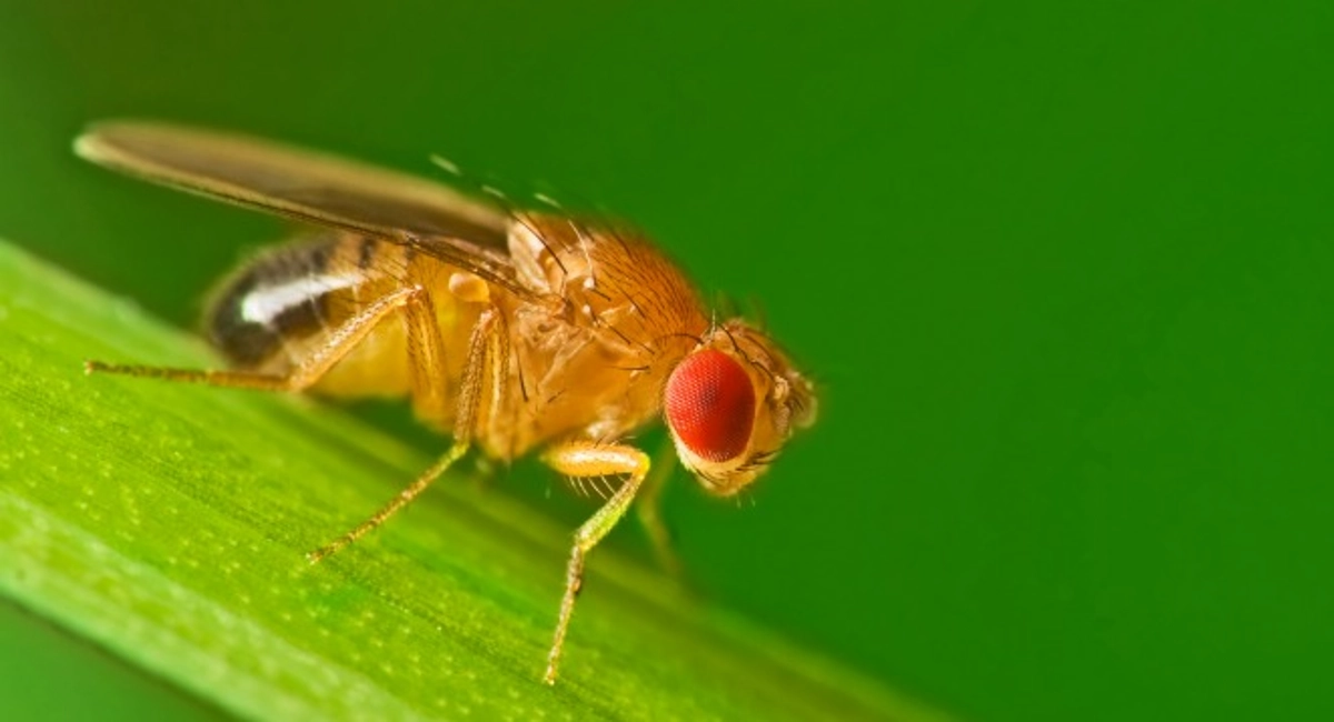 fruit fly