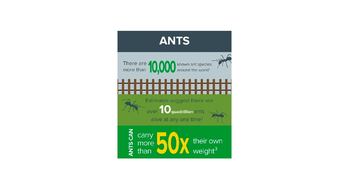 Western ant infographic 1