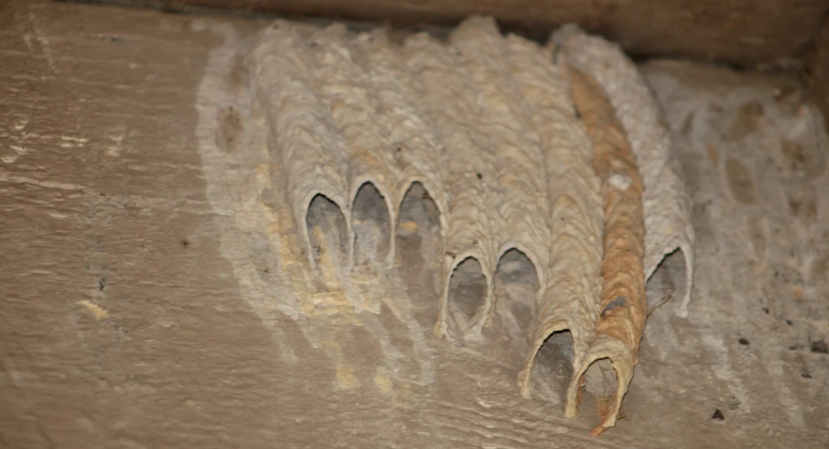  A mud dauber nest, consisting of long mud tubes