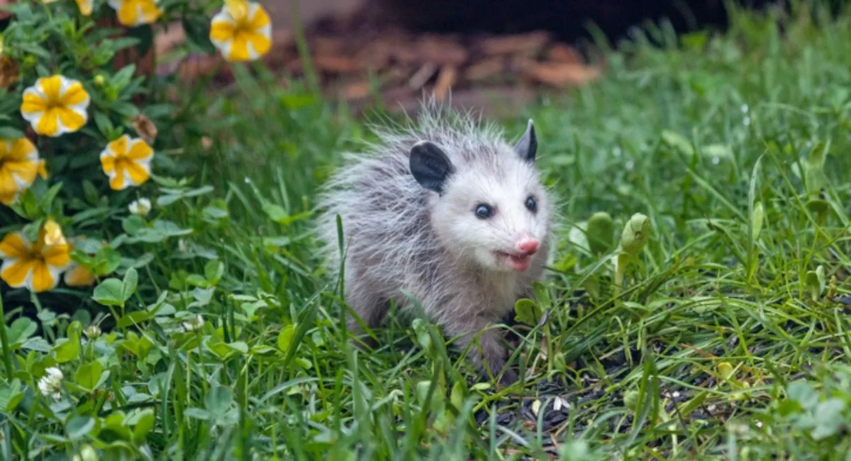 An opossum on a grass lawn