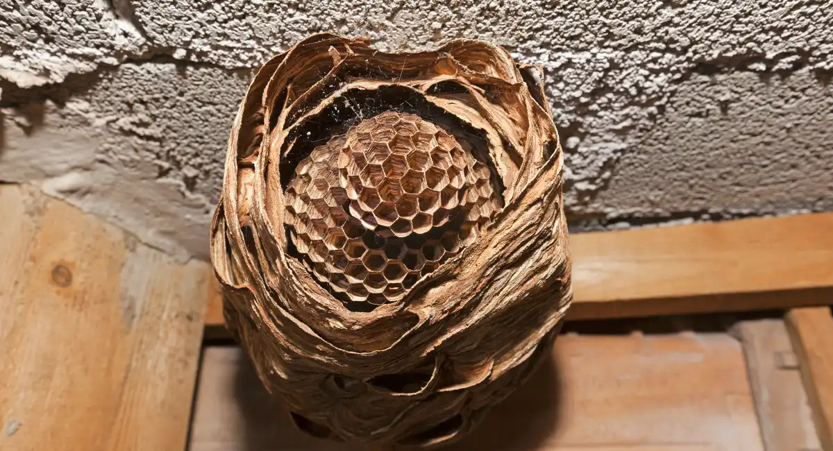 A European hornet’s nest, with an open, cell-like structure visible beneath a papery exterior