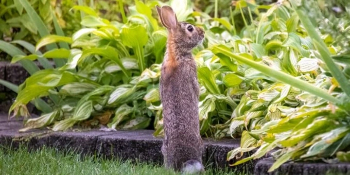 Brown-grey colored bunny standing on its hind legs looking to its right through the bushes
