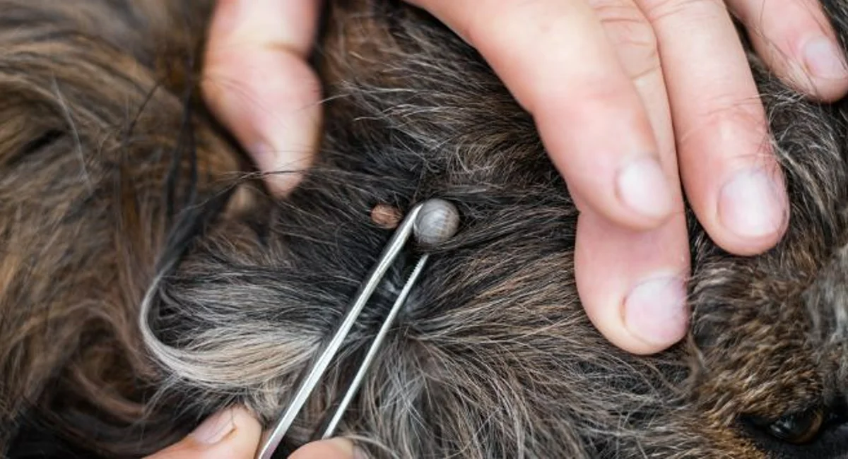 tick on dog
