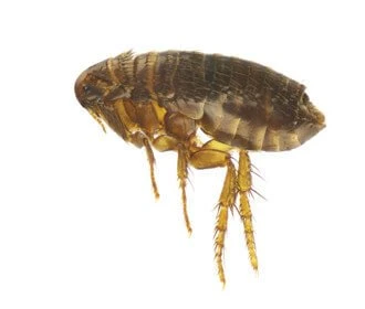 fleas