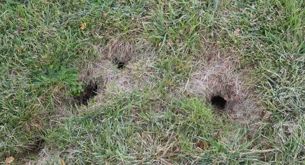 Holes in the ground made by a chipmunk