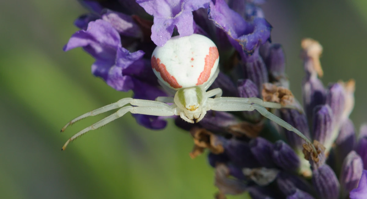 A goldenrod crab spider, white with red stripes on the abdomen, nestled in a purple flower