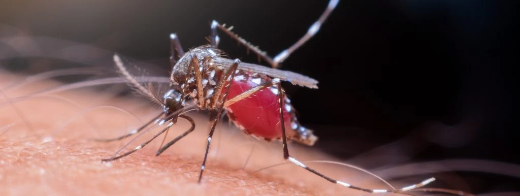 A mosquito with a red body landed on skin and feeding on blood