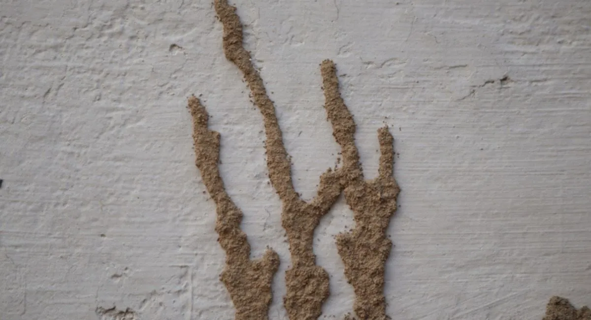 Termite colony moving up a wall 