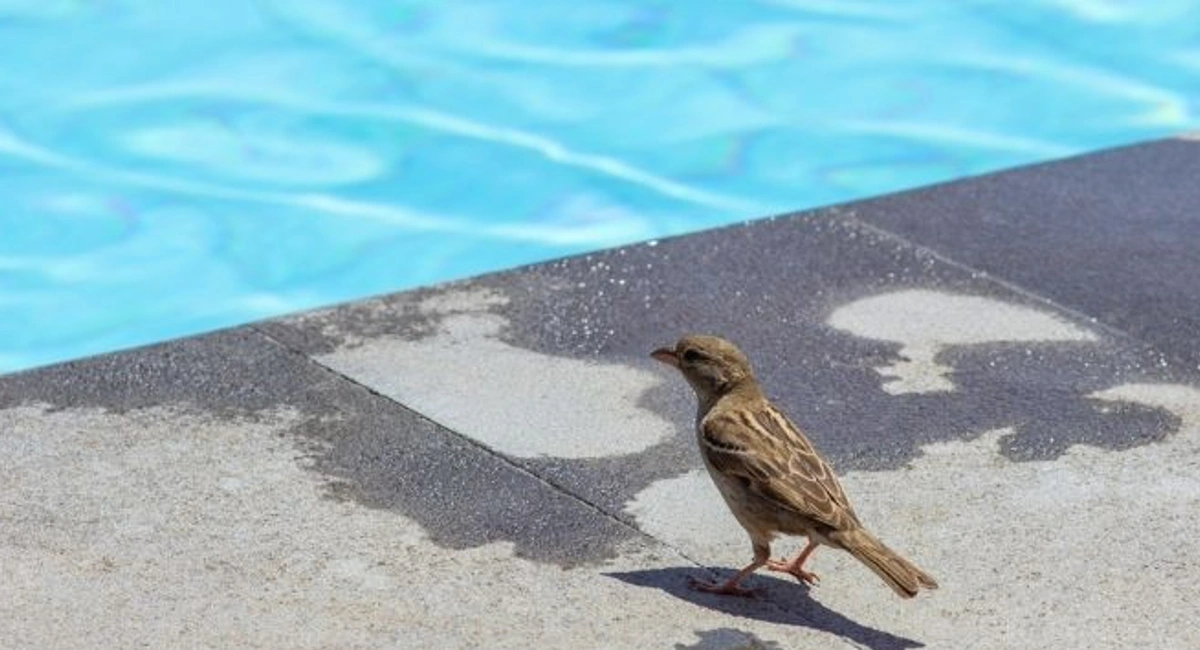 Bird sitting on concrete over looking the swimming pool.