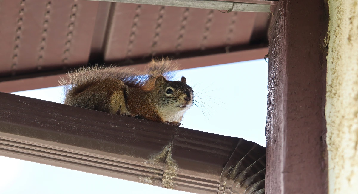 Squirrel Feeding