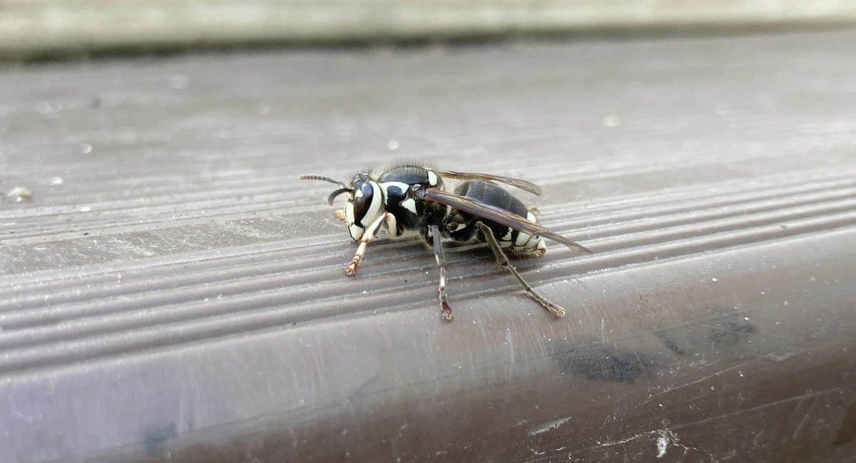 A bald-faced hornet against a gray surface, showing its distinctive black and white markings
