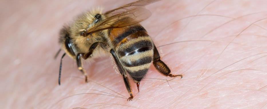Bee