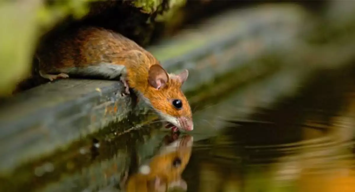 Yellow mouse drinking water with its reflection in the water.