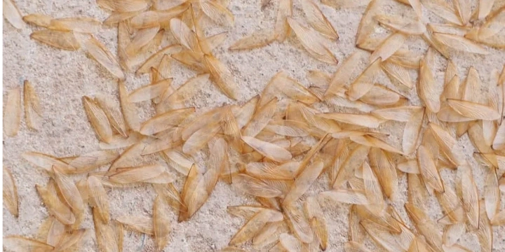 termite wings