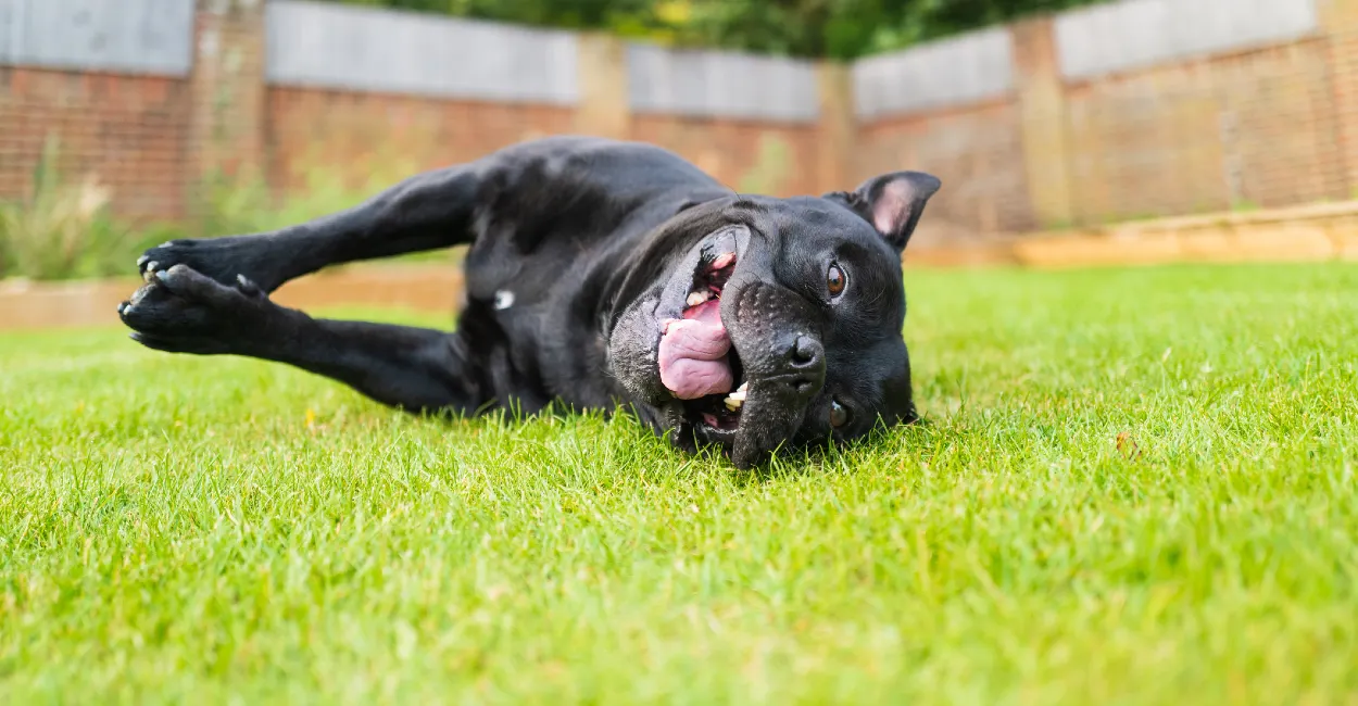 Dog laying on the grass
