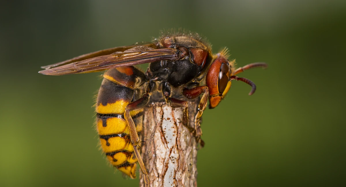  A European hornet climbs atop a twig