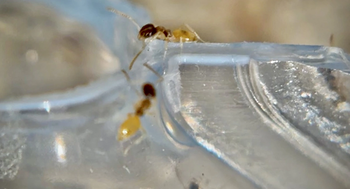 Two ghost ants on a piece of glass