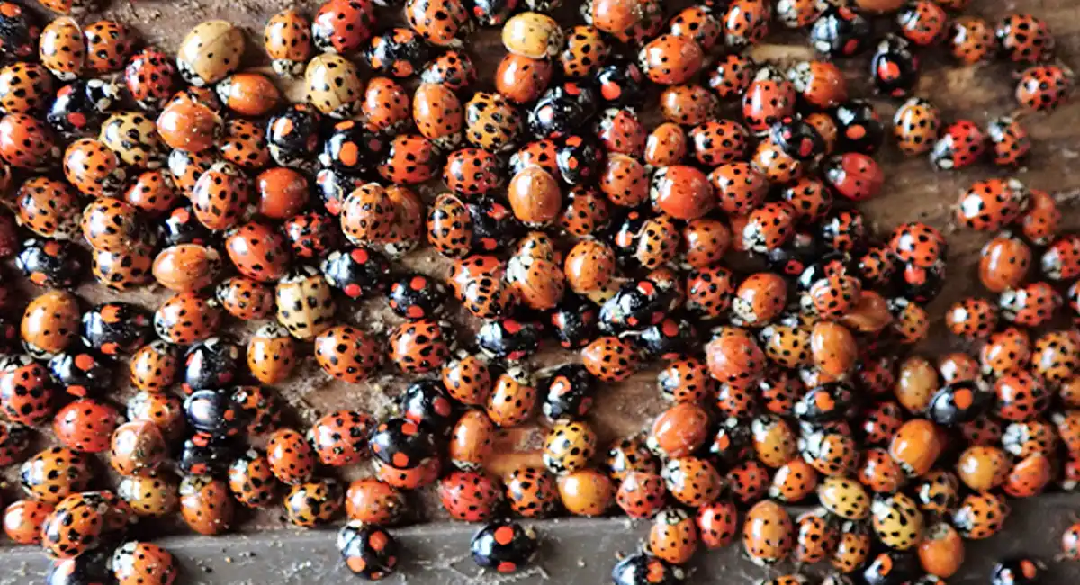 a lot of lady bugs
