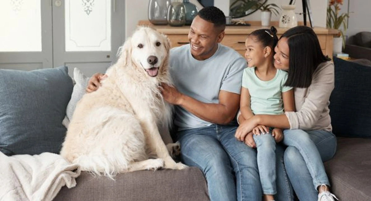 African American mom, dad, and daughter sitting on a grey couch with their cream golden retriever.
