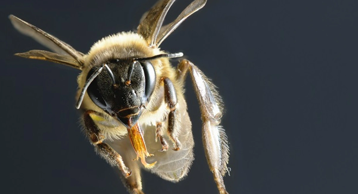 Africanized killer bee