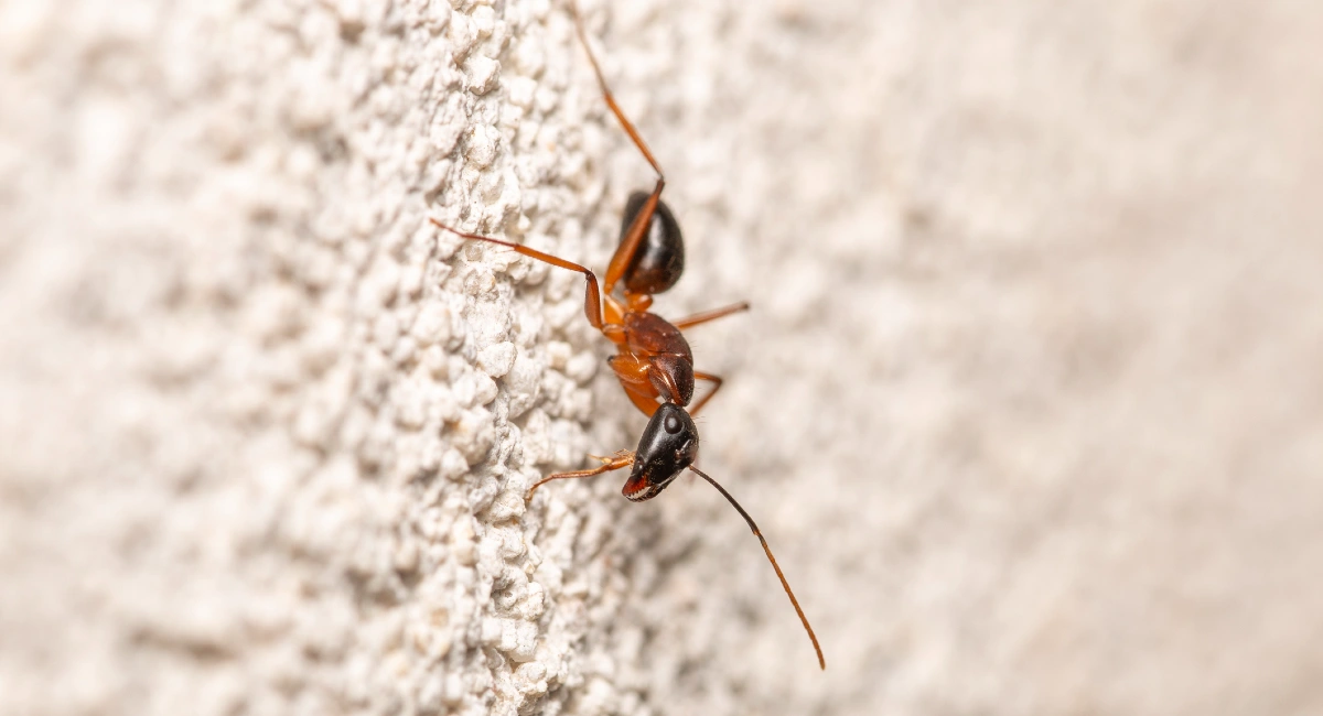 Isolated pharaoh ant walking on a stem