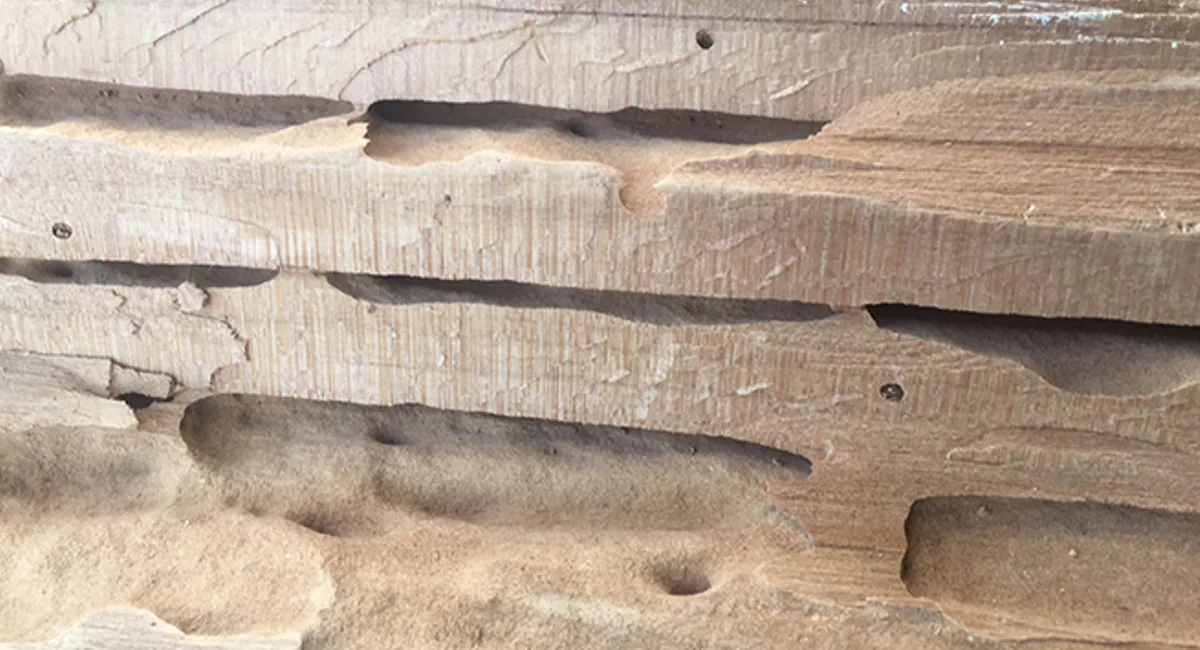 Close up part of a wood decay from termites eat