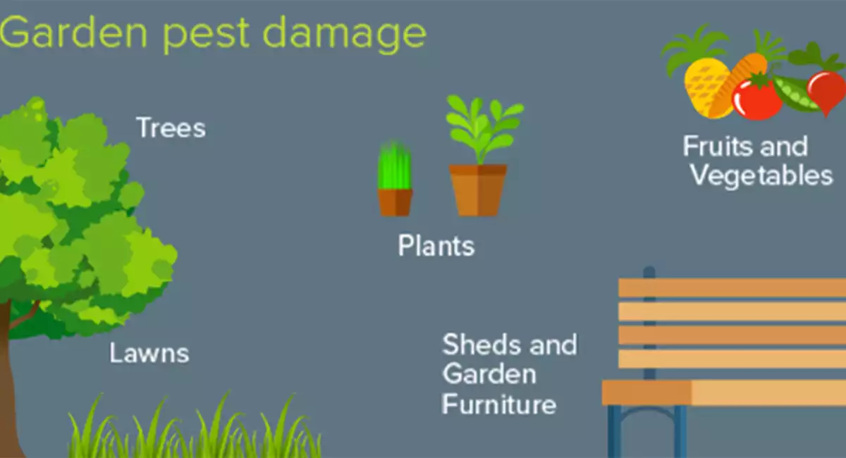 pest damage