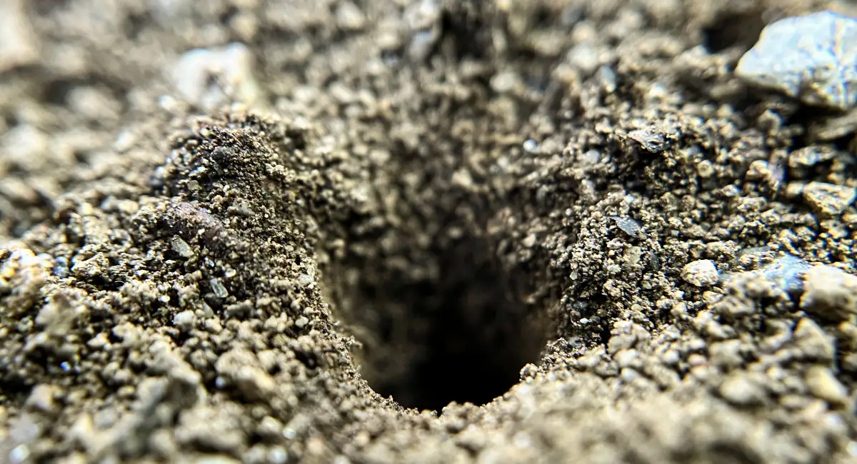A small hole in sandy soil, where a great black wasp might nest