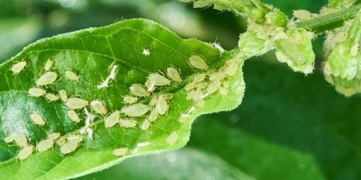 How to Get Rid of Bugs on Your Strawberry Plants