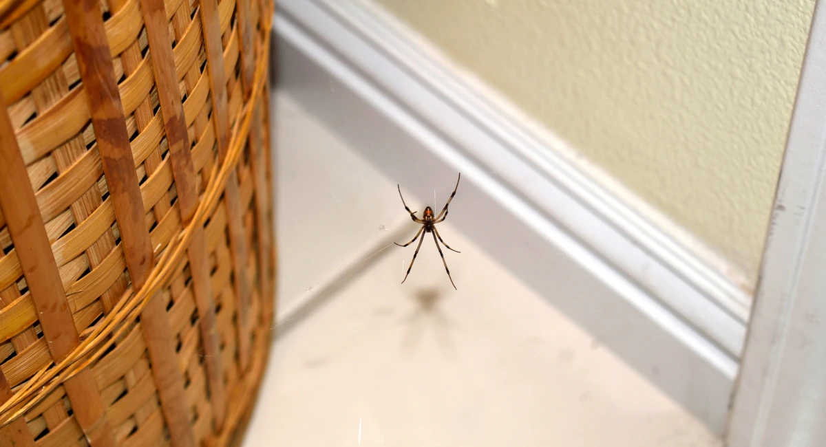 -brown-widow-near-a-basket