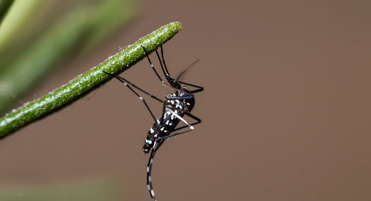 Aedes mosquitoes