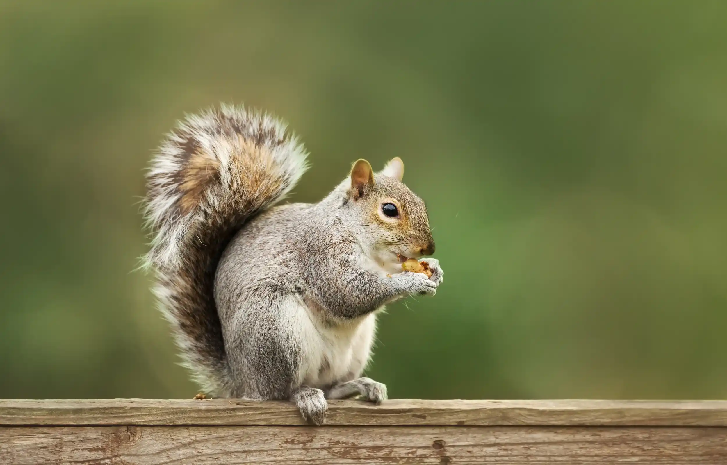 Squirrel on wooden fence