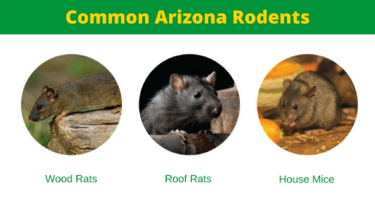 Common Arizona rodents