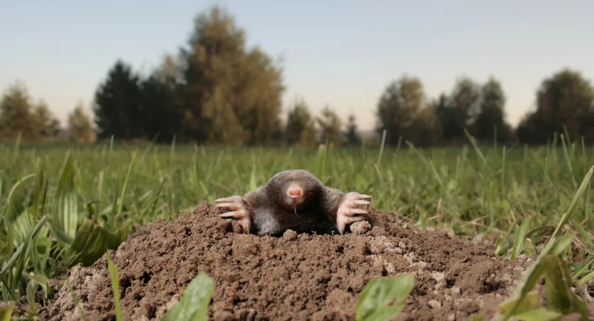 A mole peeking out from its tunnel 