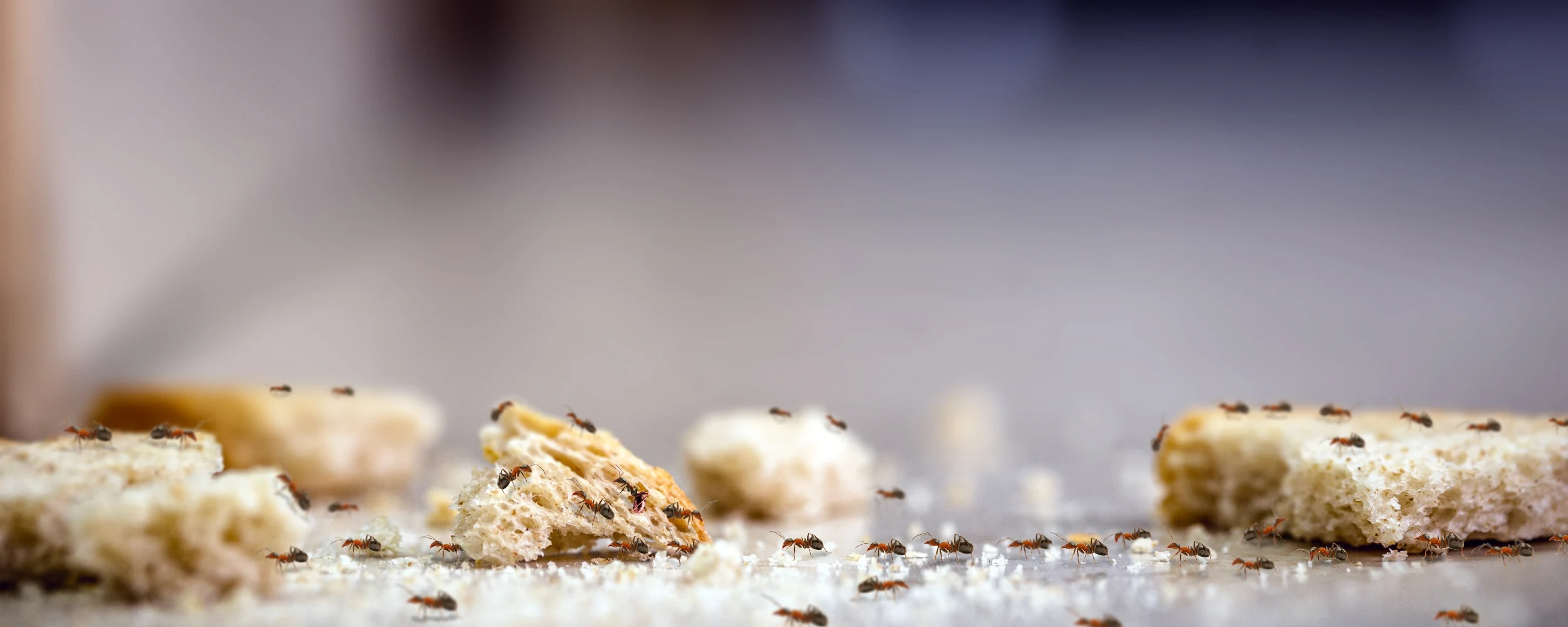 Ants in the kitchen having bread