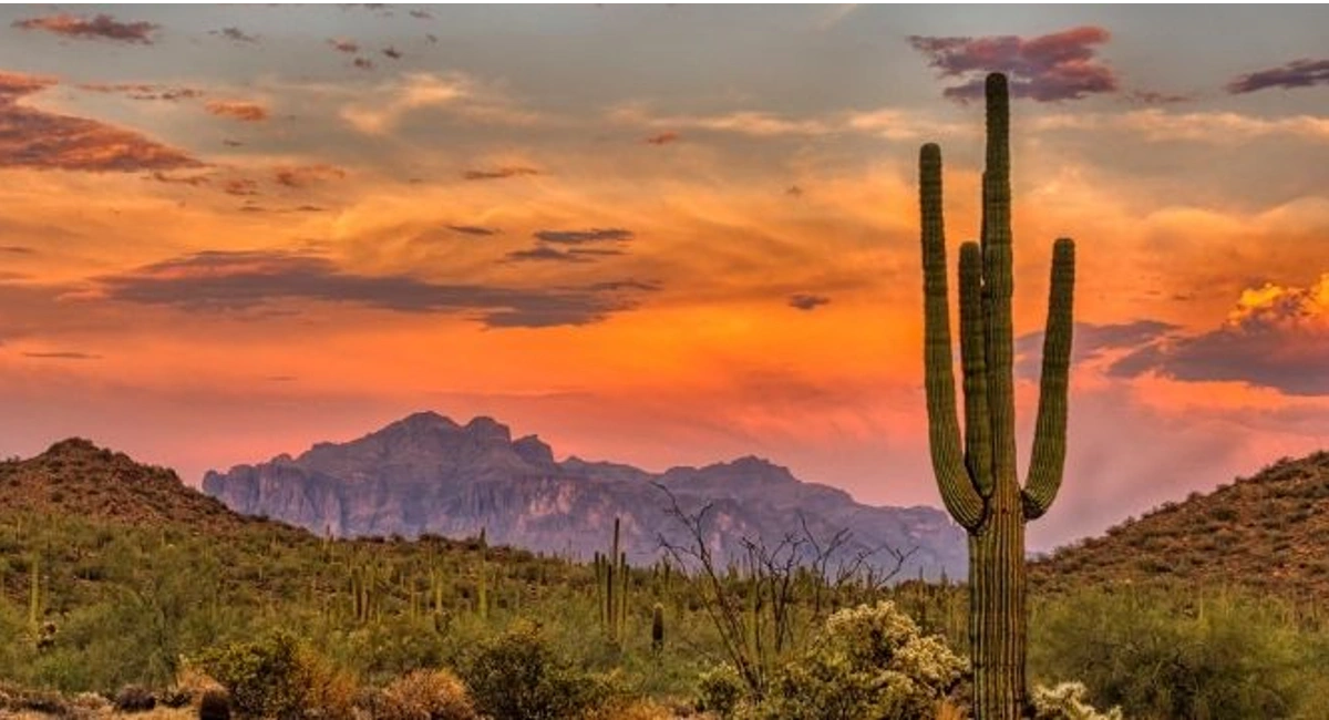 Arizona sunset over four tall cacti in the desert 